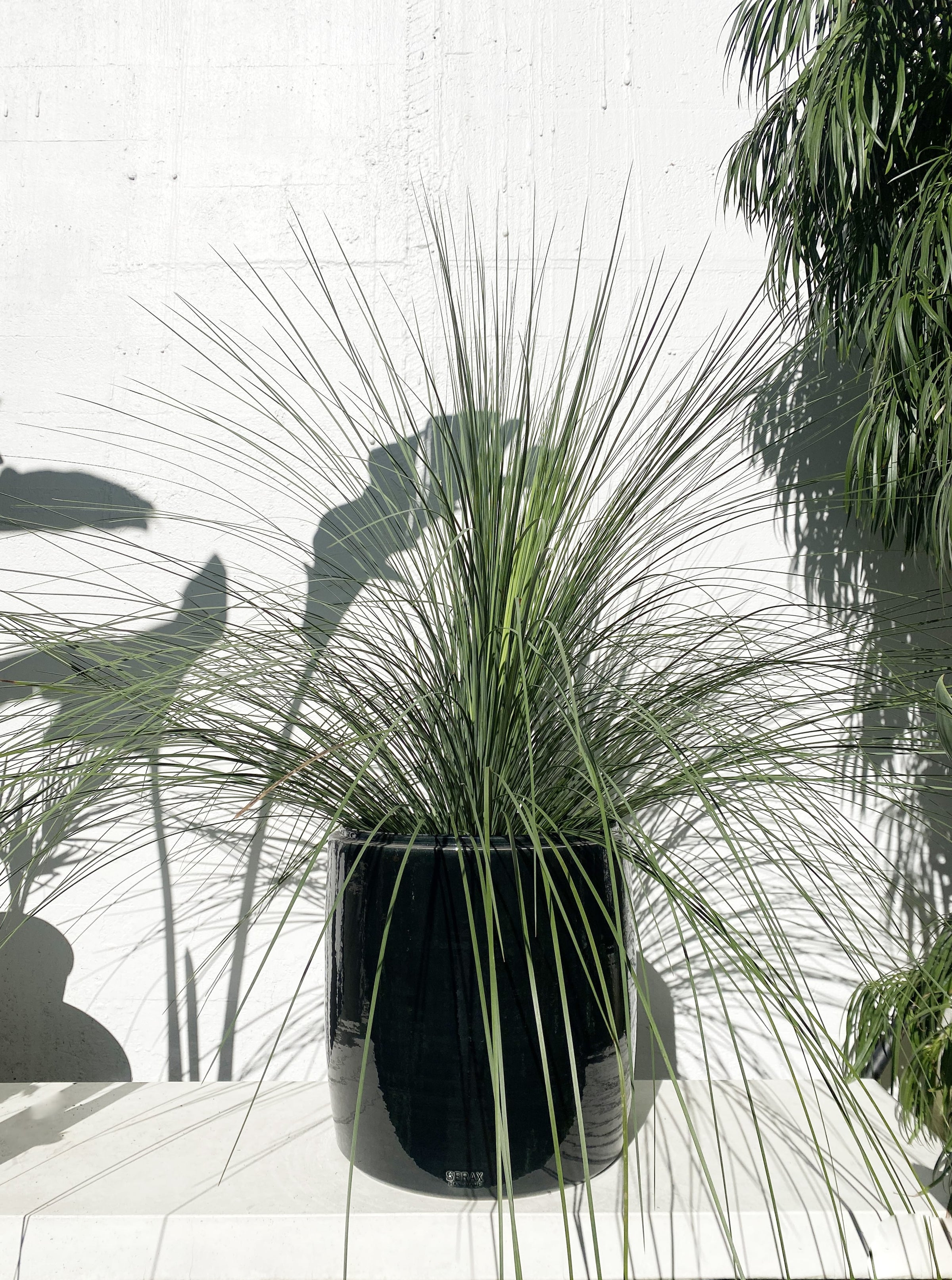 Xanthorrea Glauca - Blue Australian Grass Tree