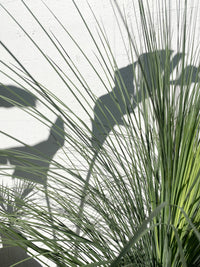 Xanthorrea Glauca - Blue Australian Grass Tree