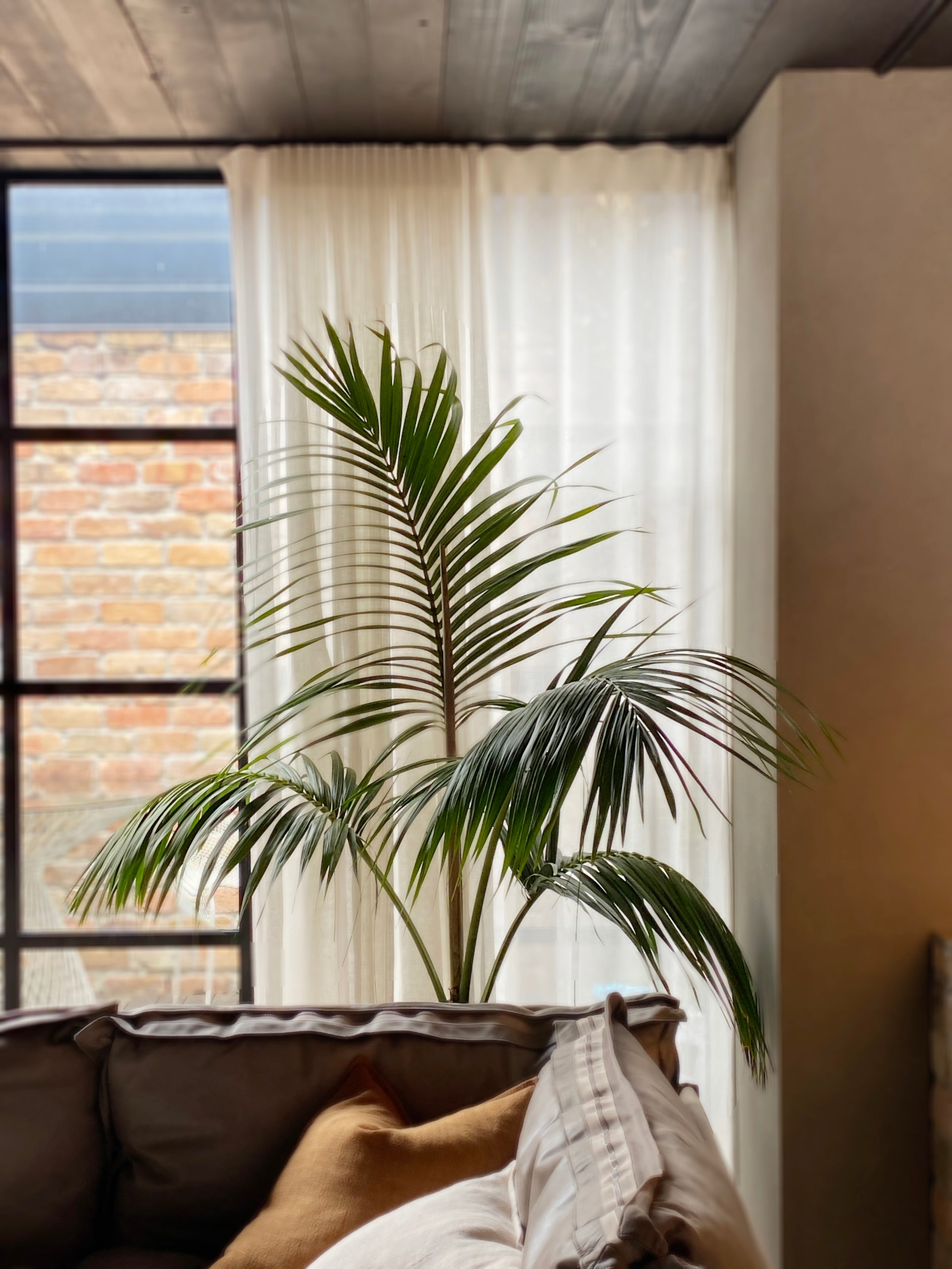 Howea forsteriana 'kentia palm'