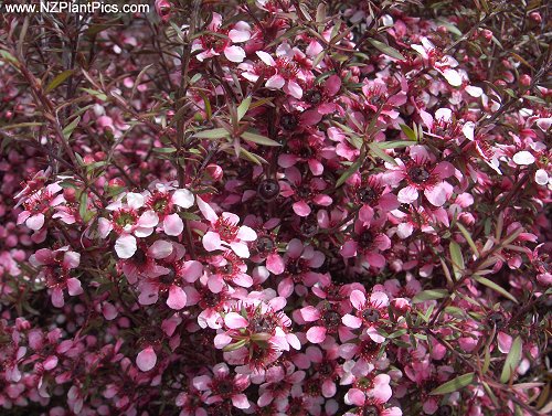 Leptospermum Elizabeth jane