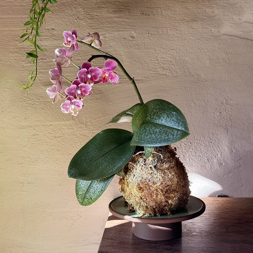 Coco Orchid Kokedama + Matcha Pedestal