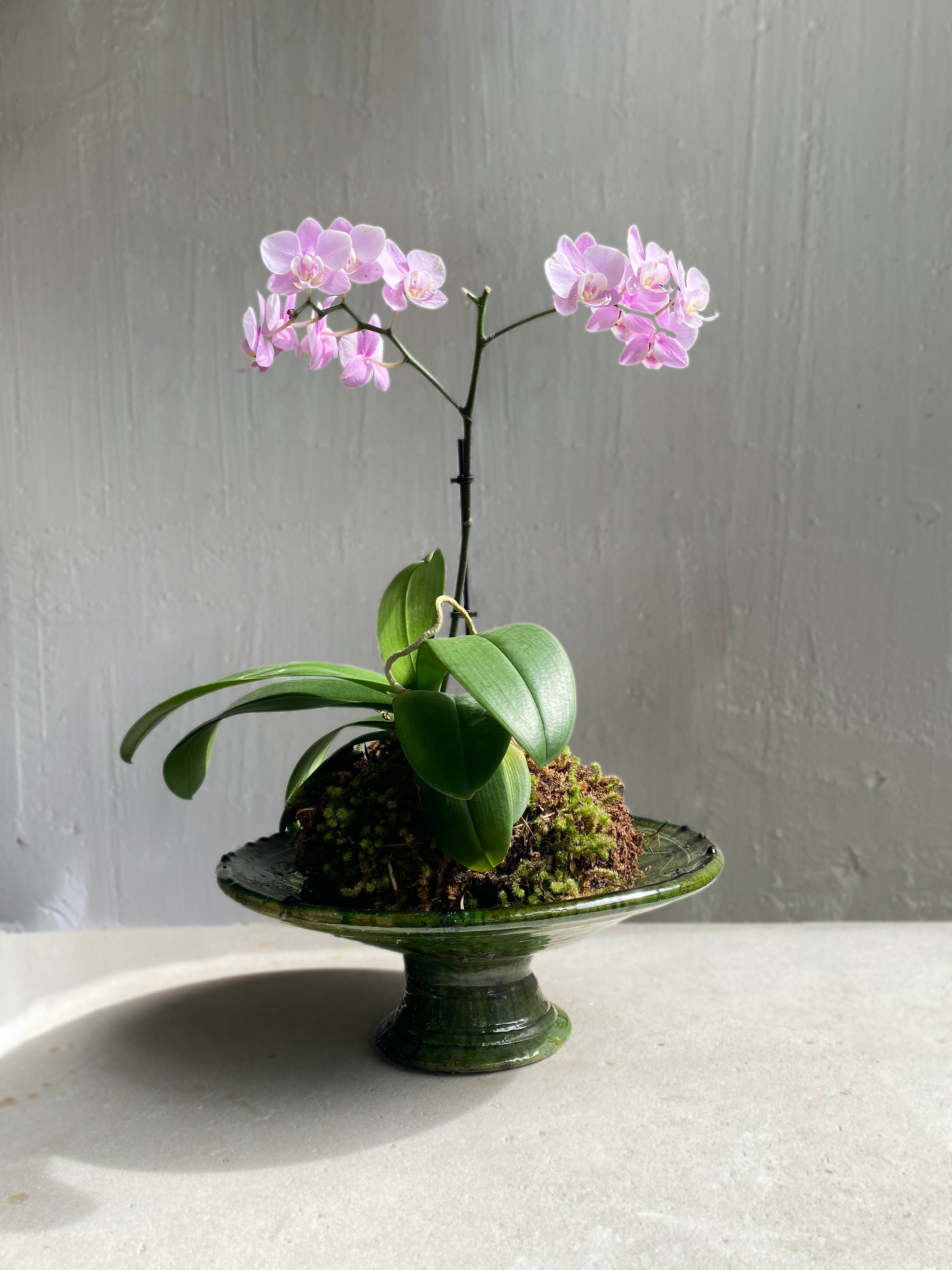 Blossom pink orchid arrangement displayed on a green Moroccan platter pedestal.