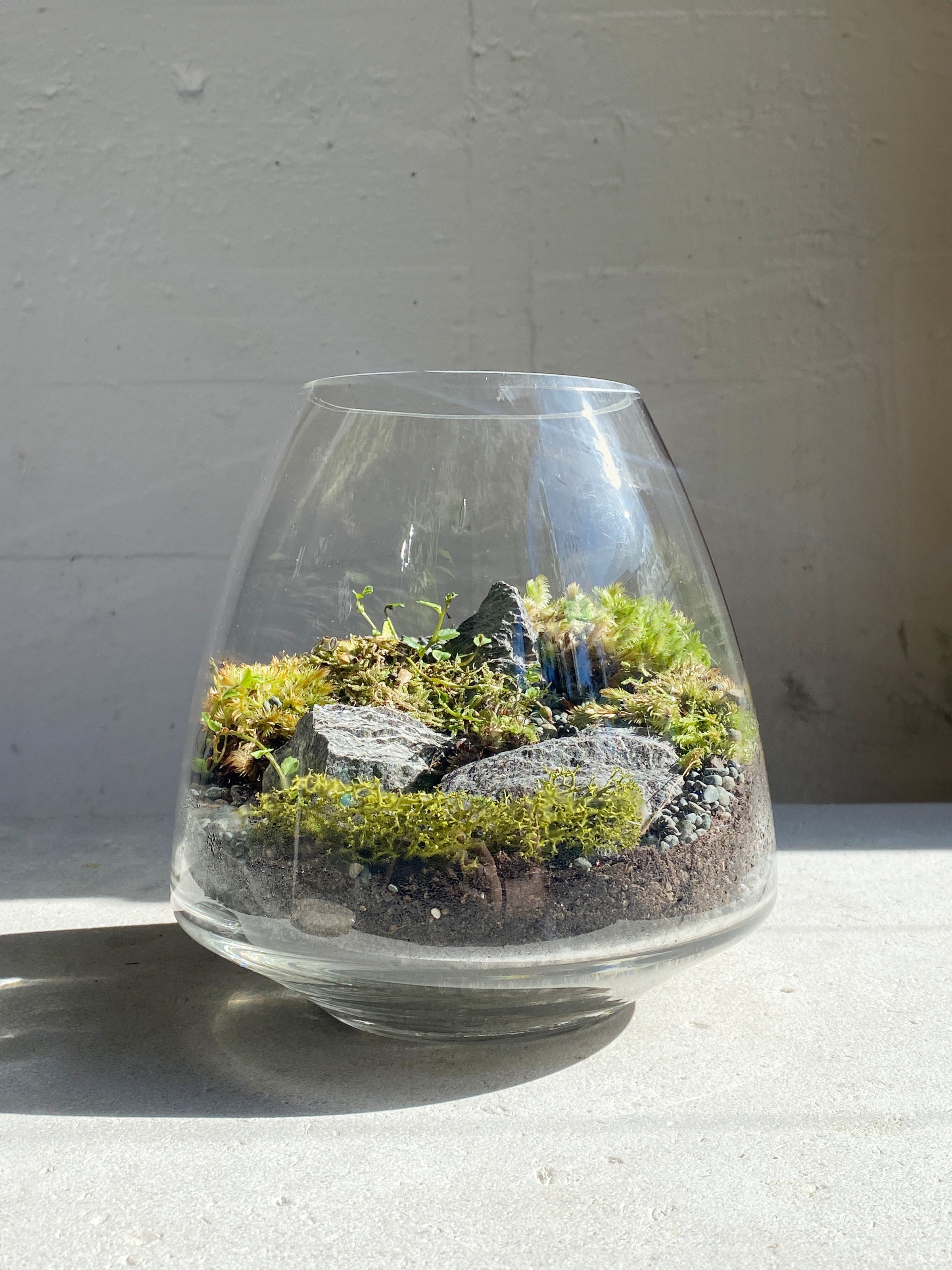 Nymph terrarium