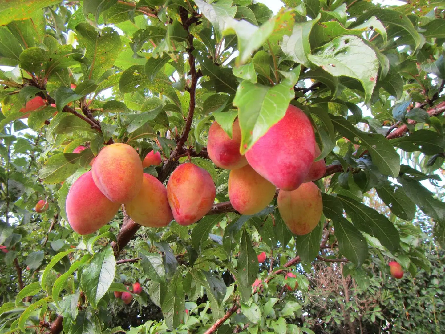 Prunus salicina Luisa - Japanese Plum