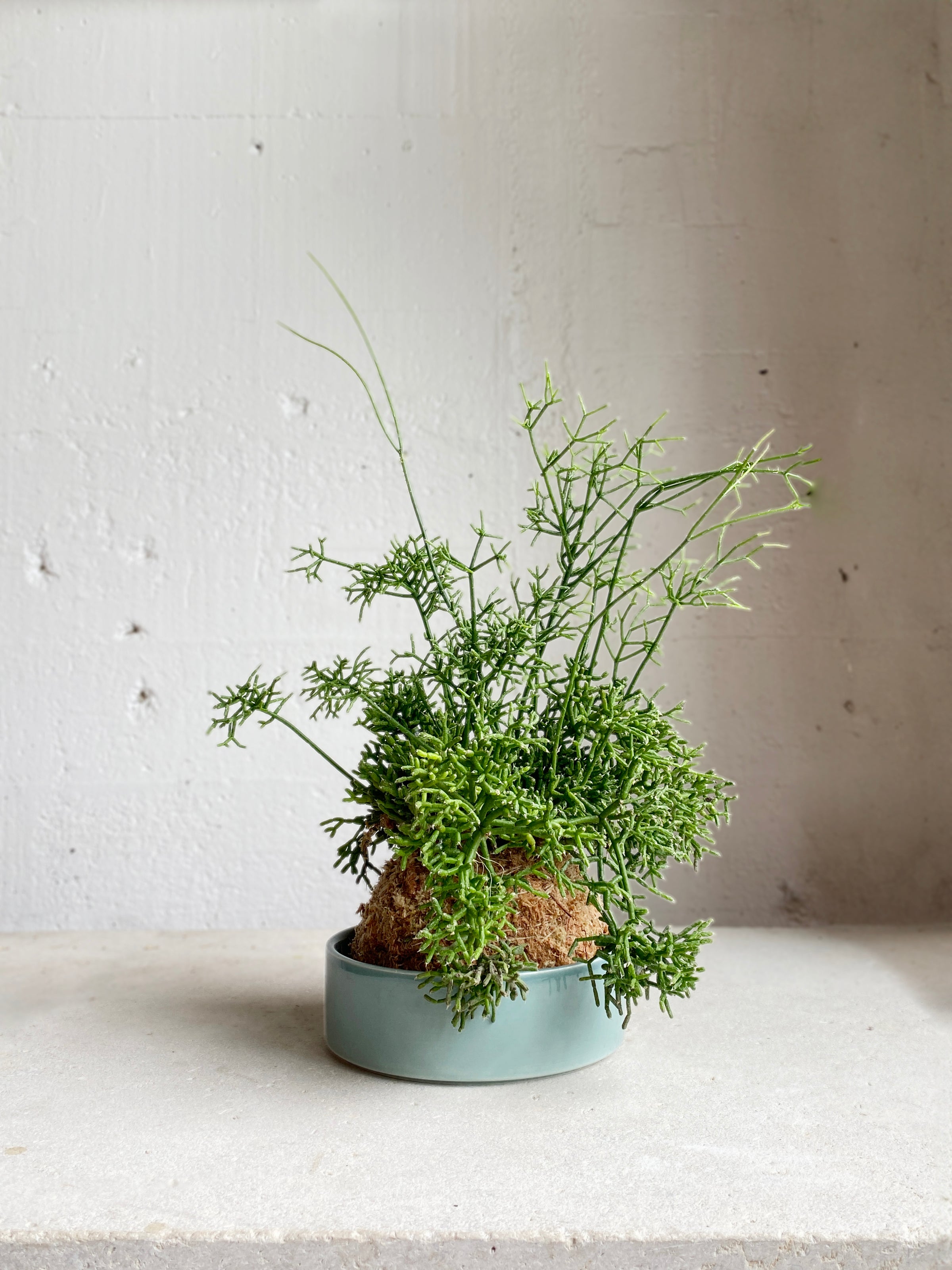 Rhipsalis cereuscula Kokedama