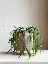 Rhipsalis micrantha