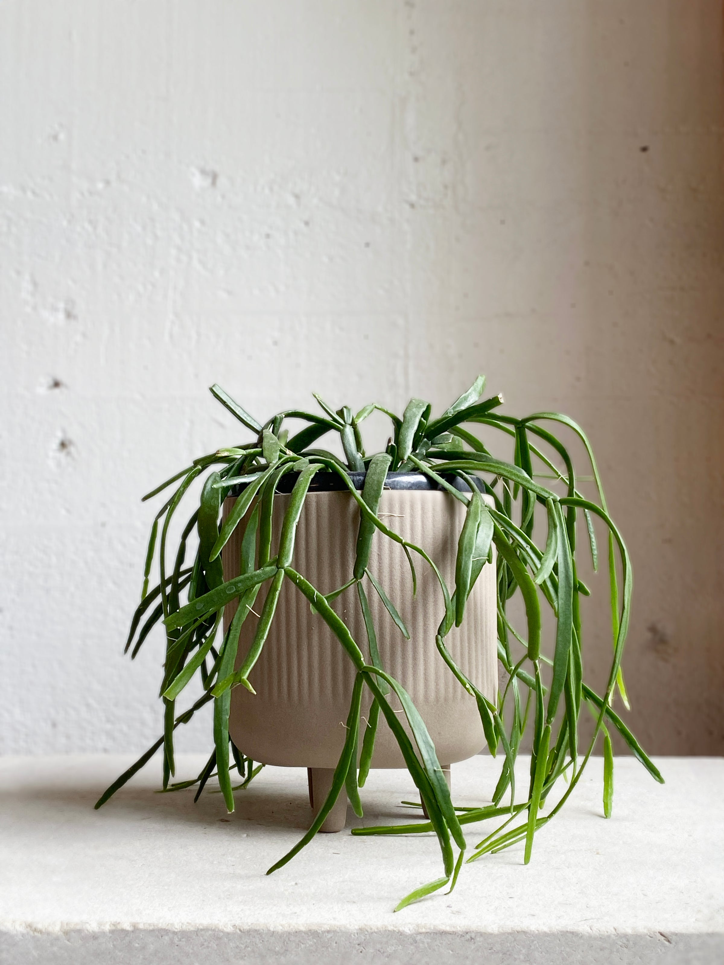 Rhipsalis micrantha