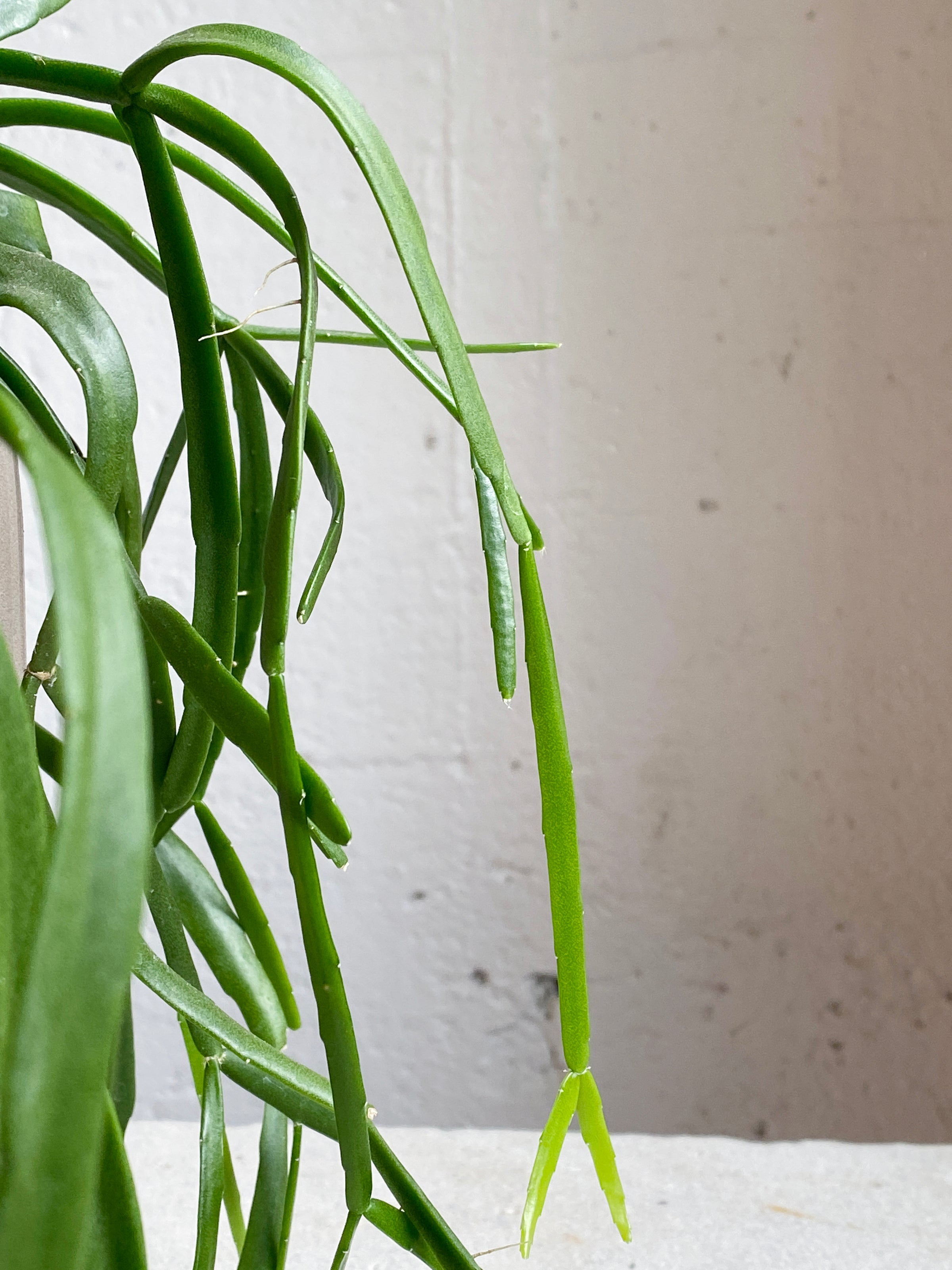 Rhipsalis micrantha