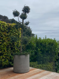 Riverstone Tub Planter