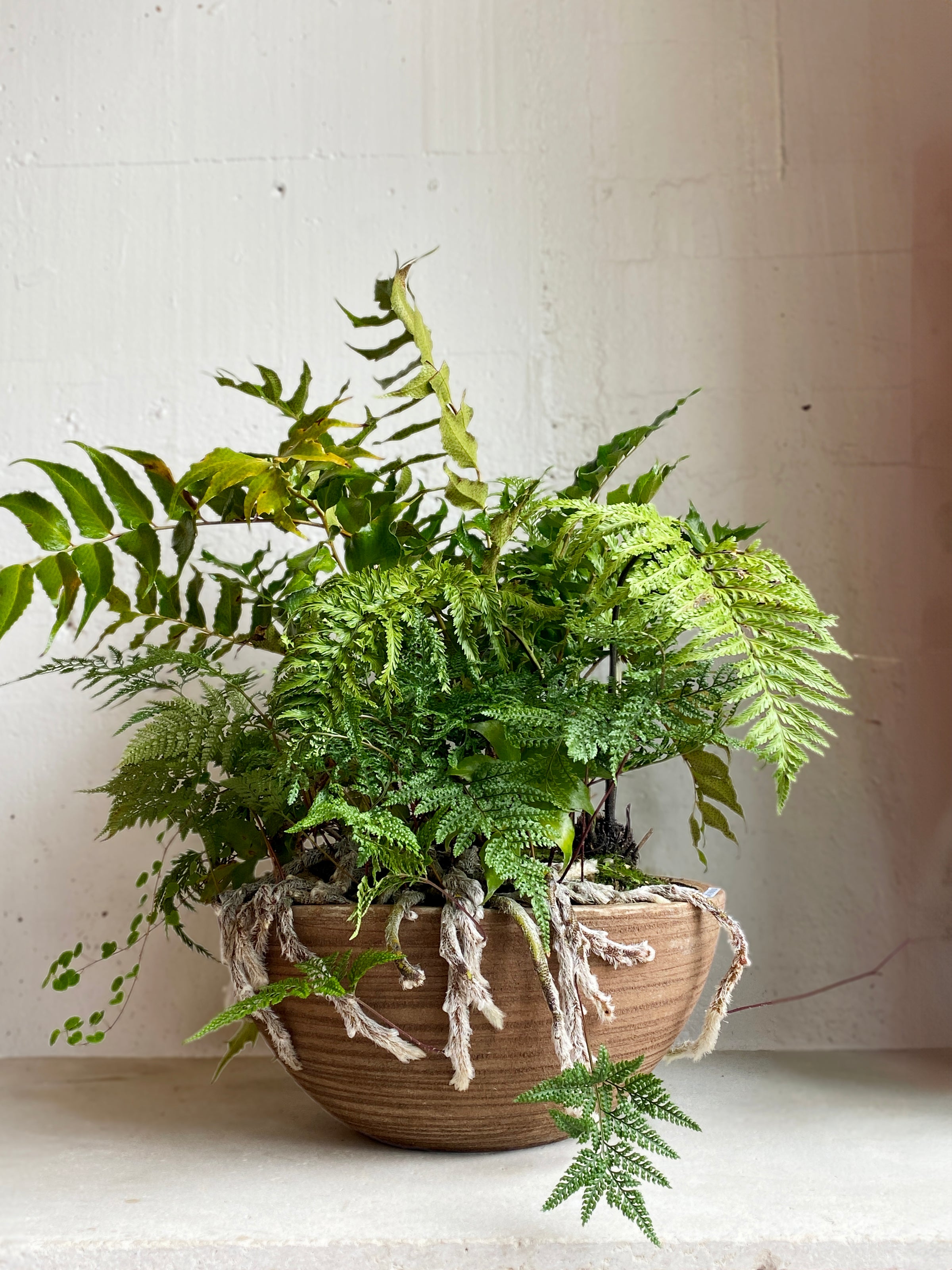 Scratch Fern bowl
