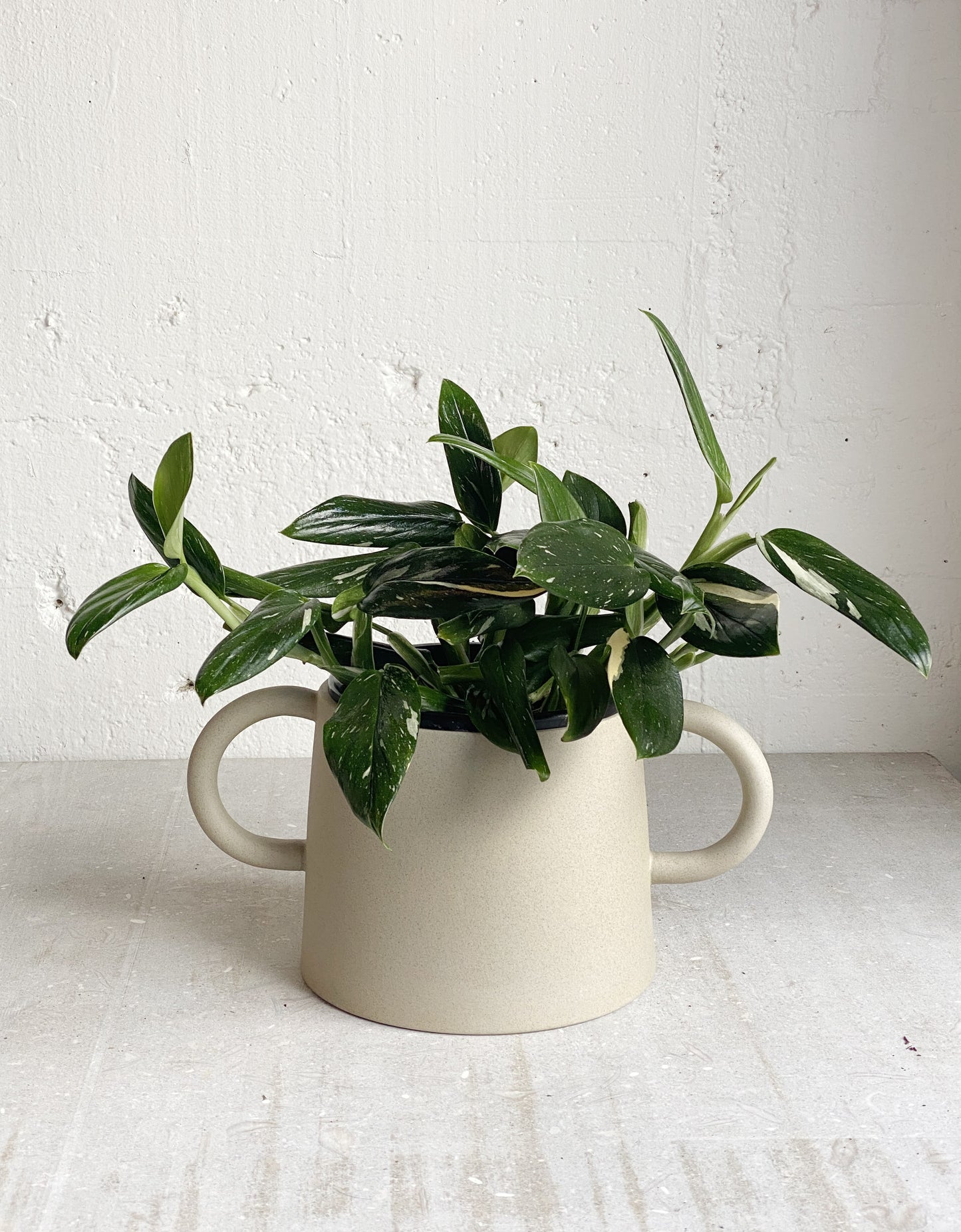 Monstera Standleyana - Cobra