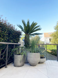 Xanthorrea Glauca - Blue Australian Grass Tree
