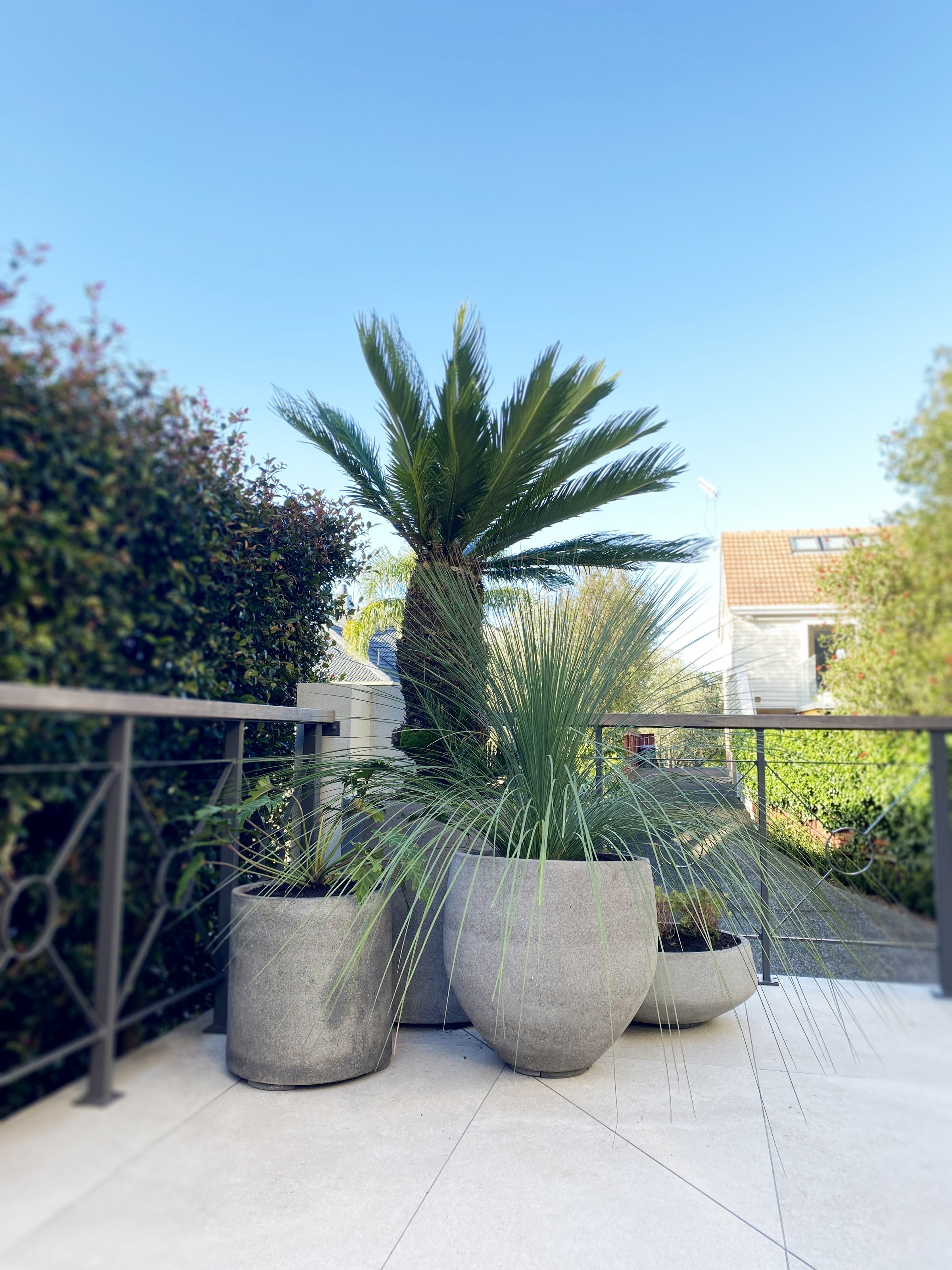 Xanthorrea Glauca - Blue Australian Grass Tree