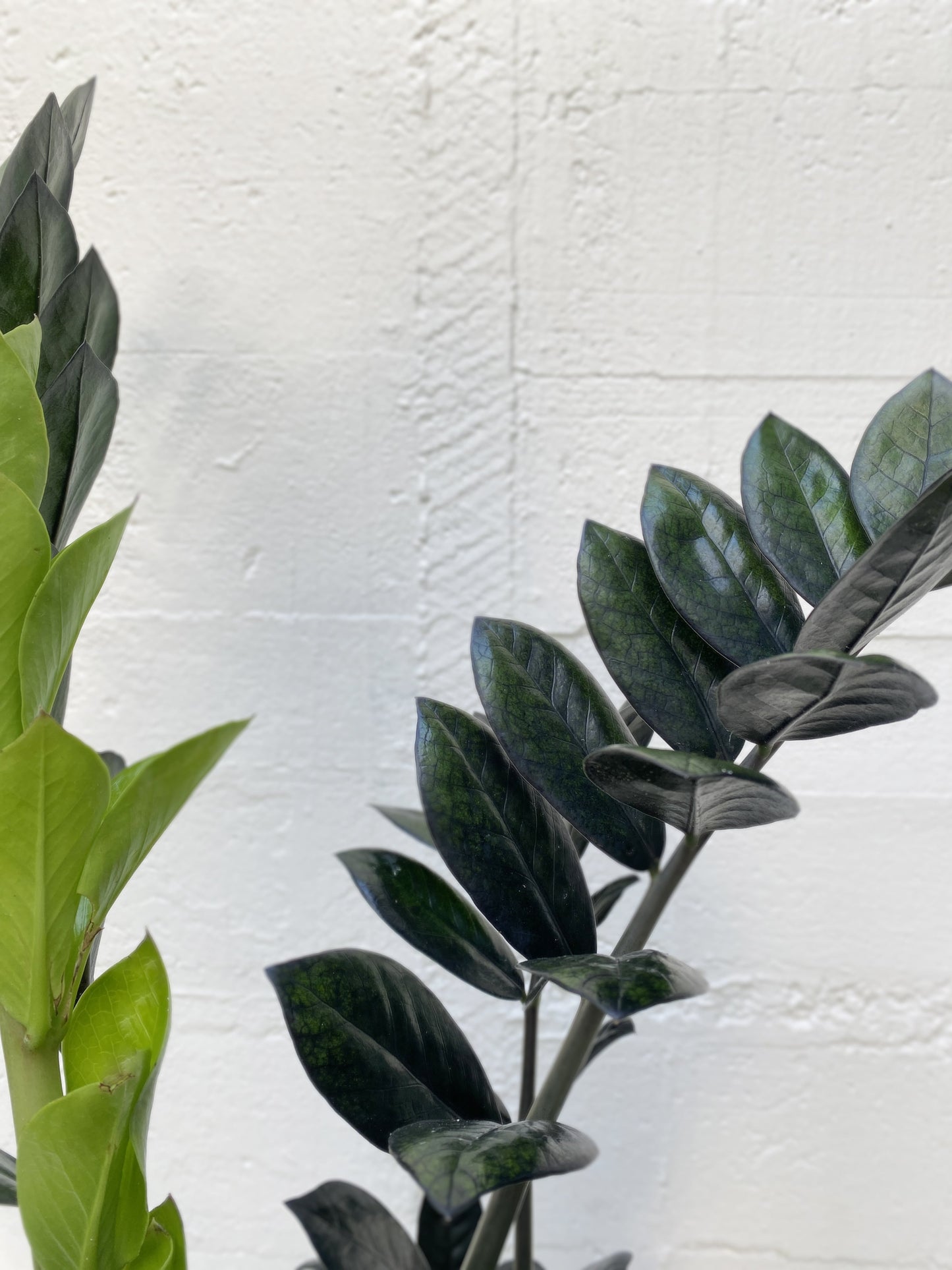 Zamioculcas zamiifolia - Raven ZZ