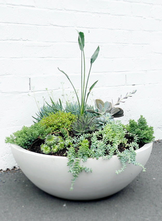 succulent pots nz Bianca' lite bowl – Babylon Store