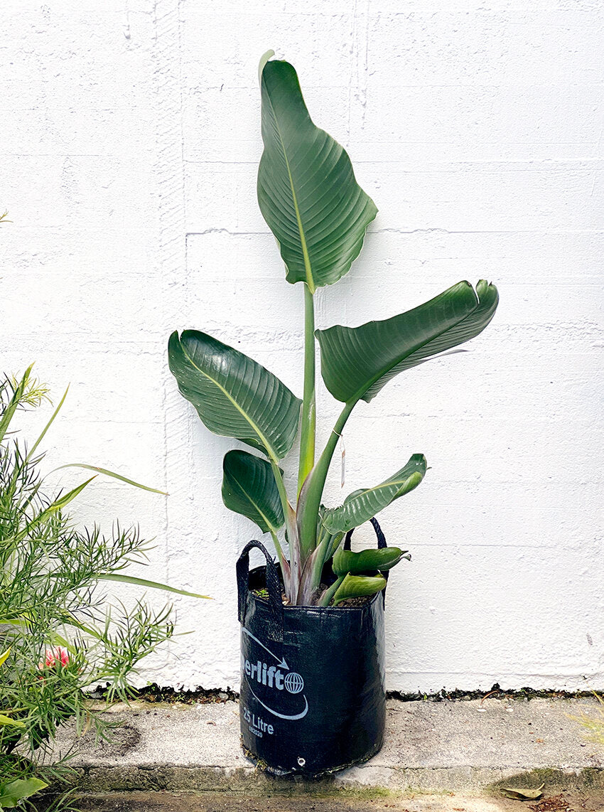 Big Bird: Strelitzia nicolai