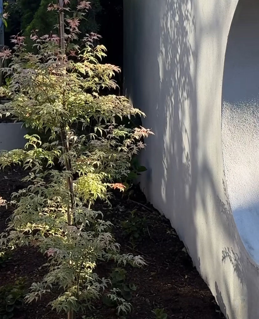 Acer Ukigumo