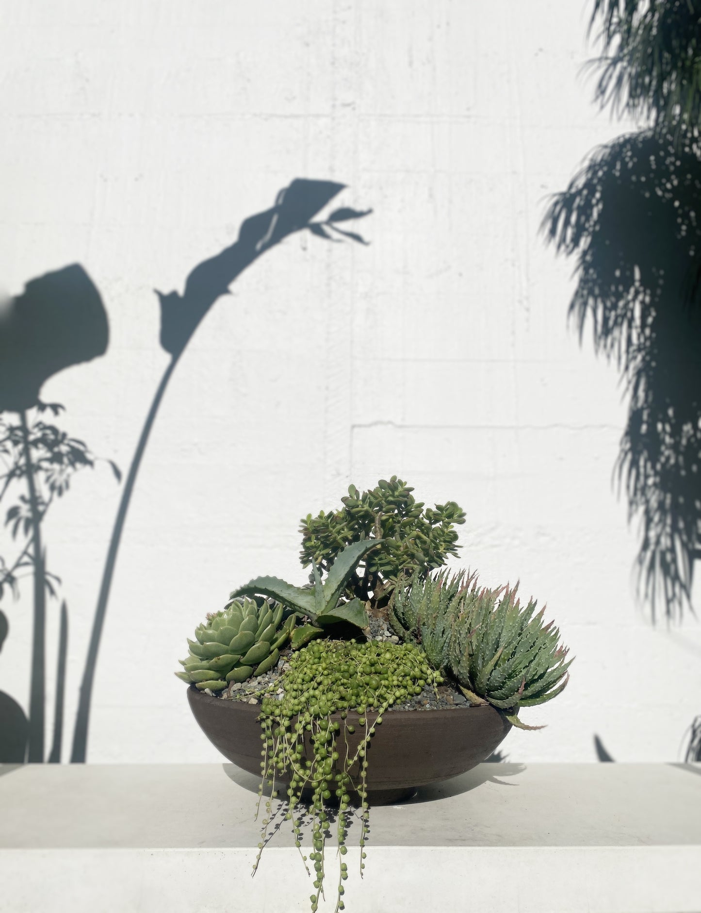 Adas Succulent Set