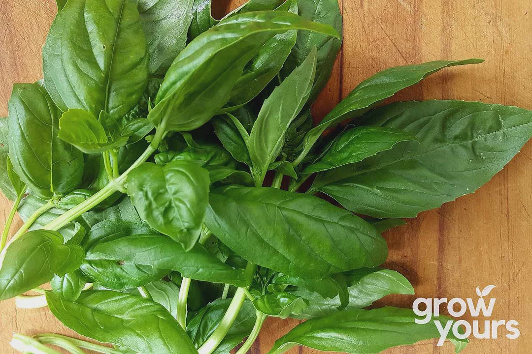 Seeds - Basil 'Sweet Genovese'