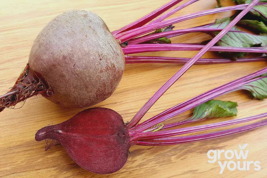 Seeds- Beetroot 'Bulls Blood'