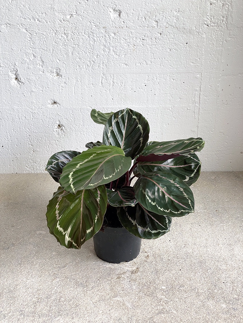 Calathea 'Jungle Rose'