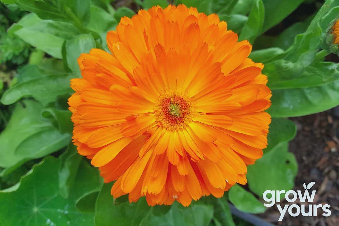 Seeds - Calendula 'Pacific Beauty Mix'