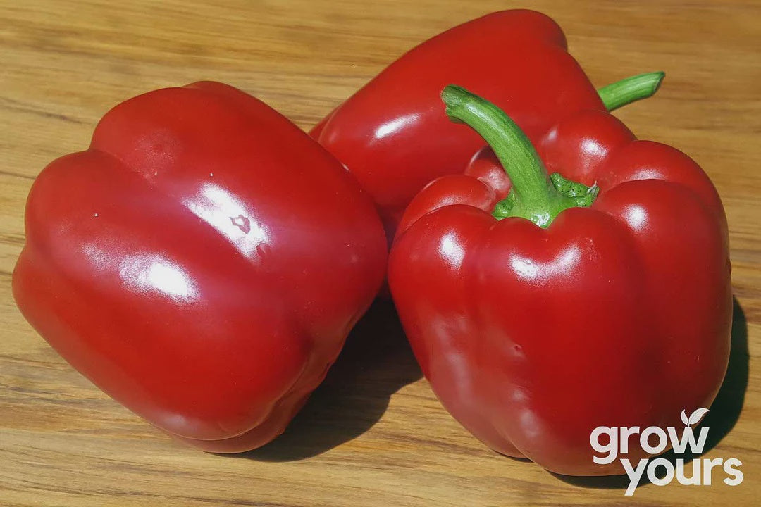 Seeds - Capsicum 'Yolo Wonder B'