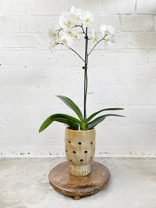 Artist orchid pot