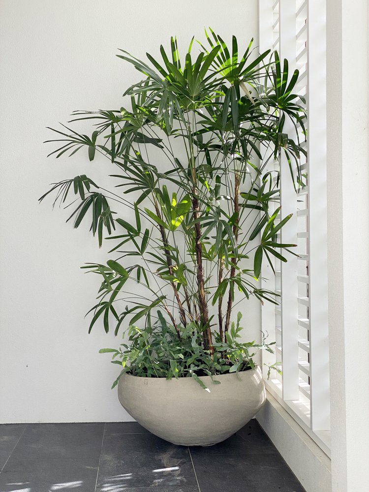 Rhapis excelsa