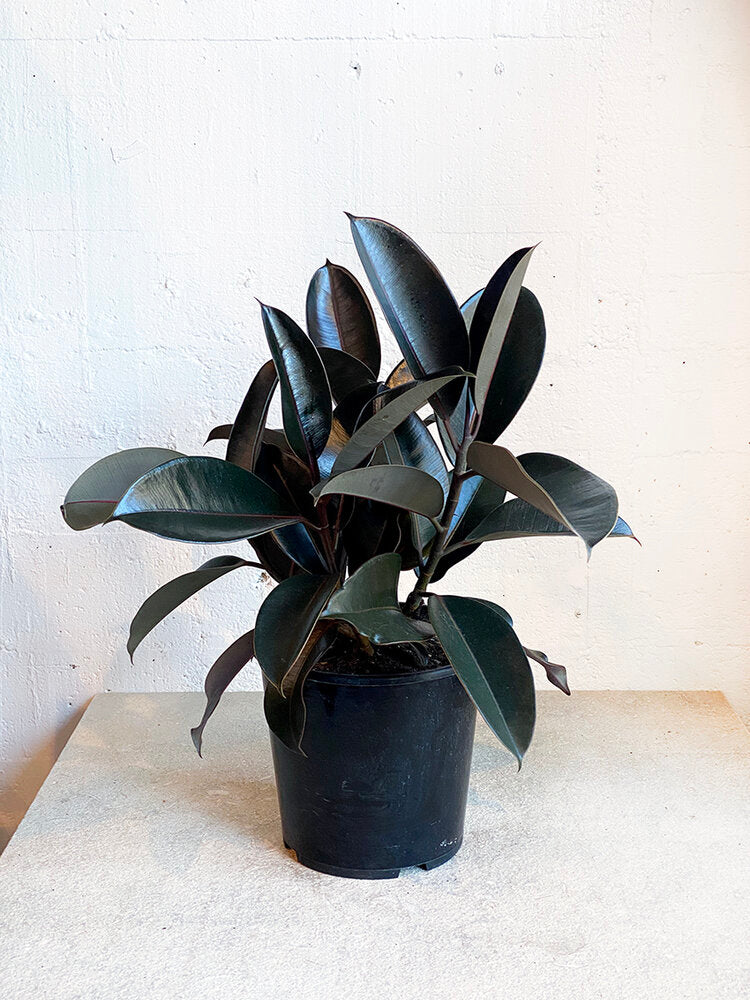 rubber tree black knight Ficus Elastica 'Black Knight' – Babylon Store