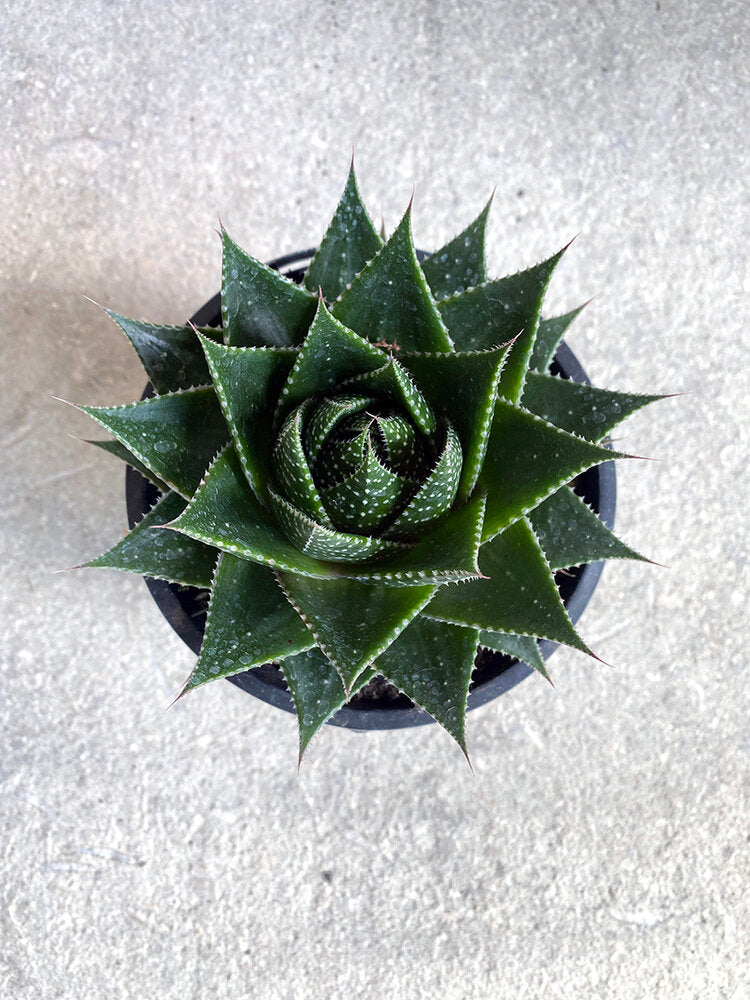 Aloe 'Cosmo' – Babylon Store