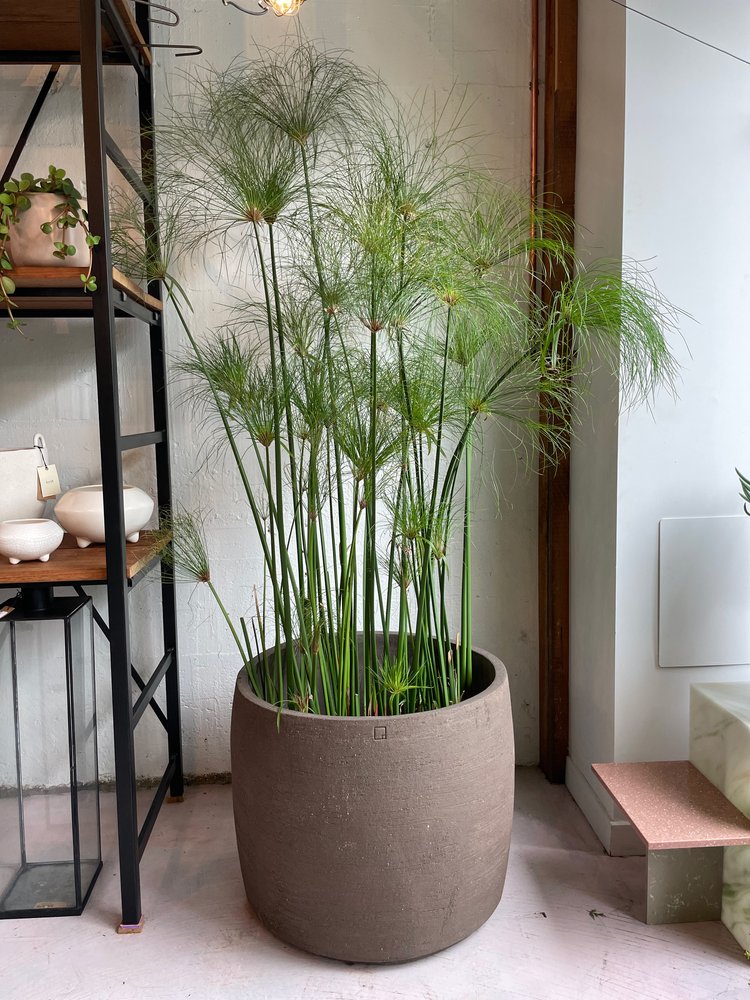 king tut plant indoors Cyperus papyrus – Babylon Store