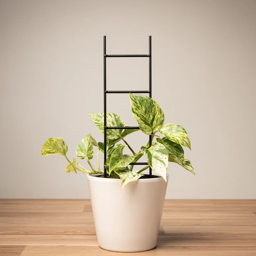 Plant Frames