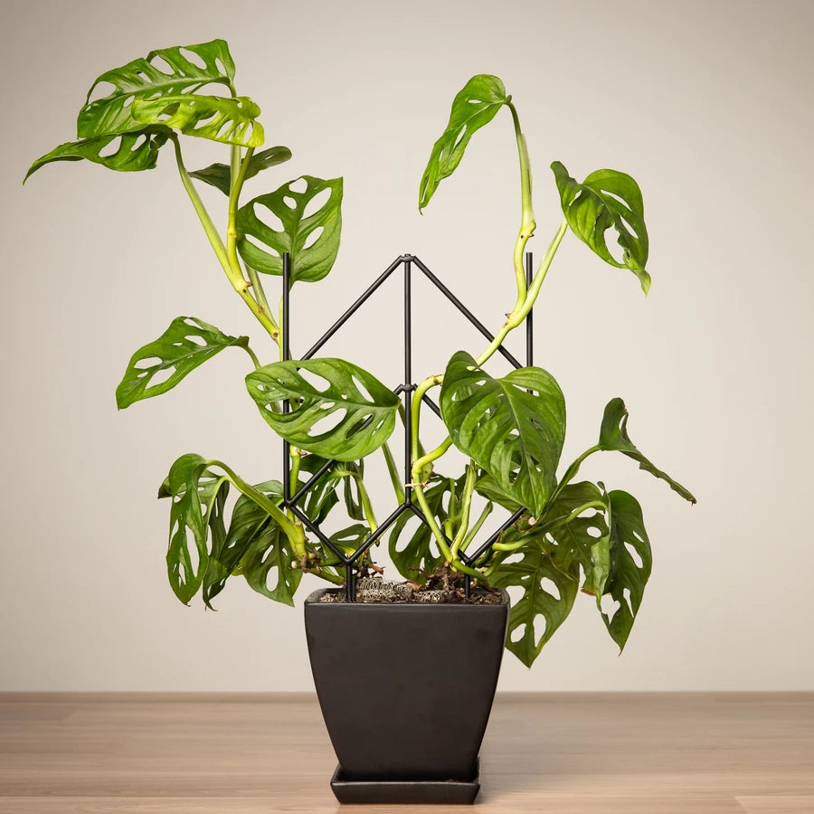 Plant Frames