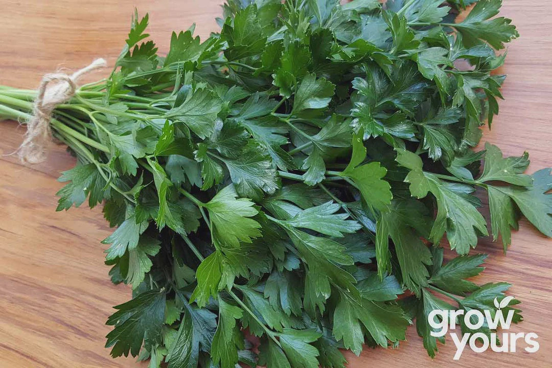 Seeds - Parsley 'Dark Green Italian Flat Leaf'