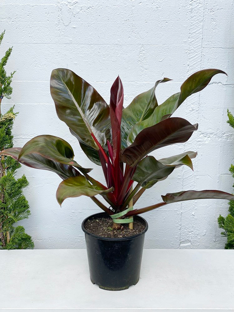 red imperial philodendron Philodendron imperial red – Babylon Store