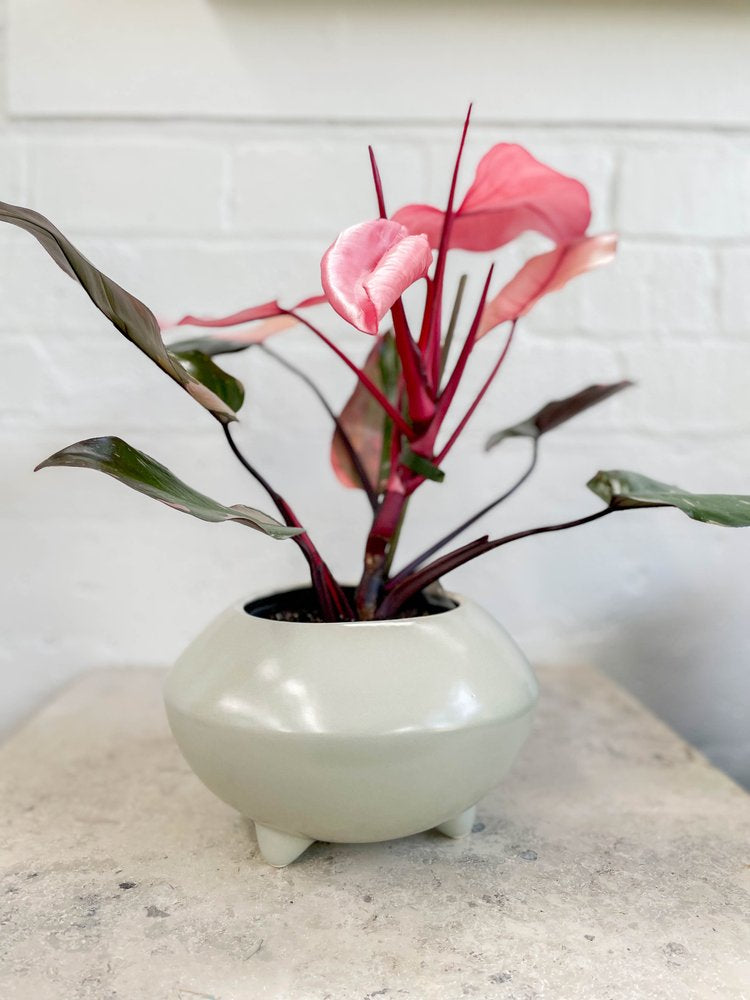 Philodendron erubescens "Pink Princess"