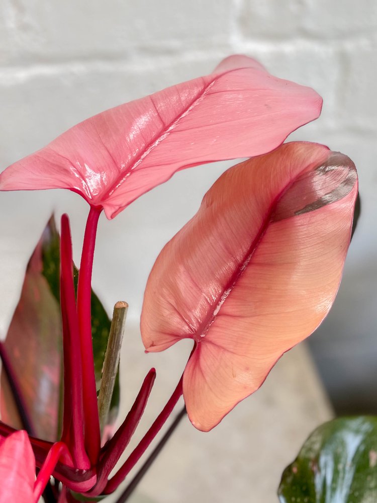 Philodendron erubescens "Pink Princess"