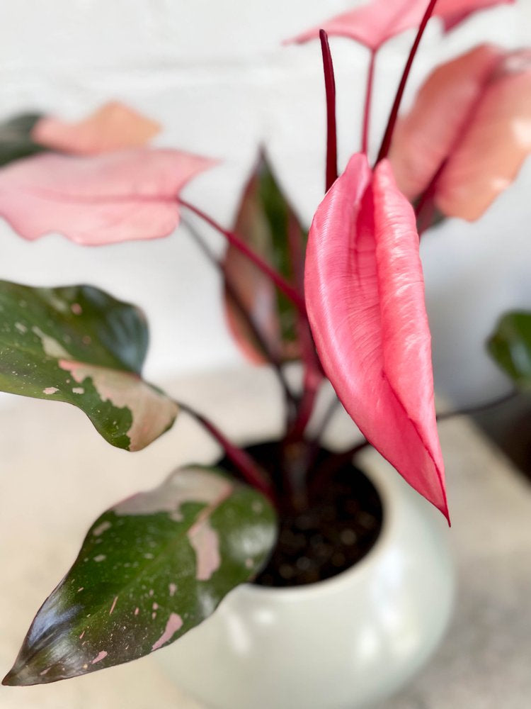 Philodendron erubescens "Pink Princess"