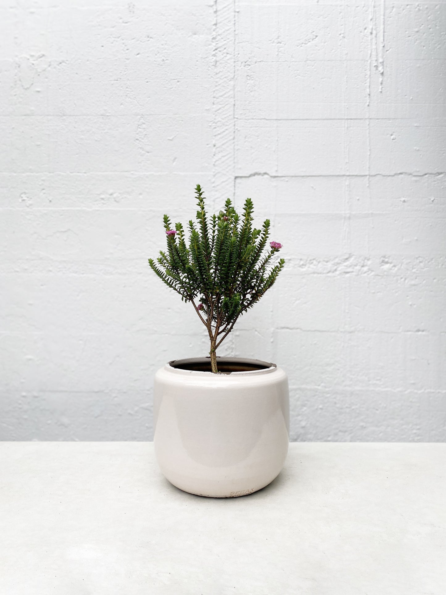 Pimelea ferruginea bonne petite