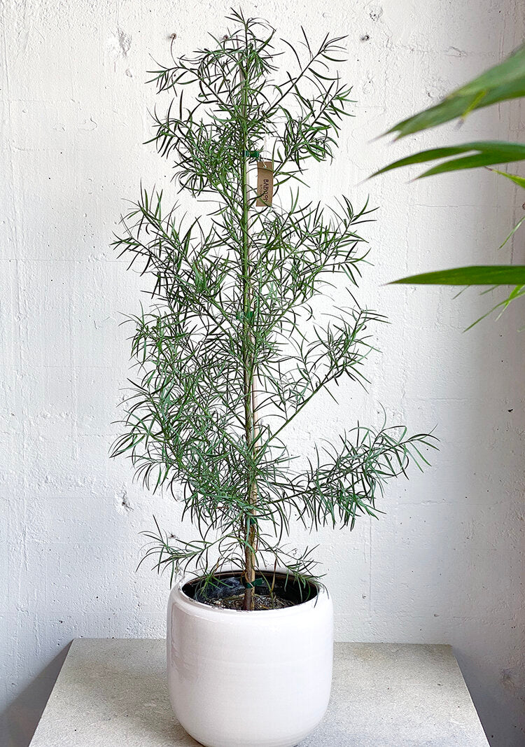 podocarpus indoor plant Podocarpus gracilior – Babylon Store