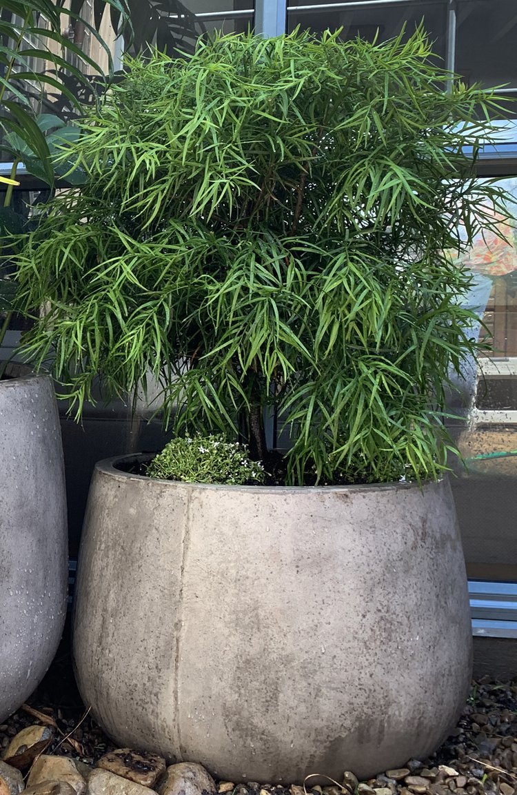 Podocarpus gracilior globes