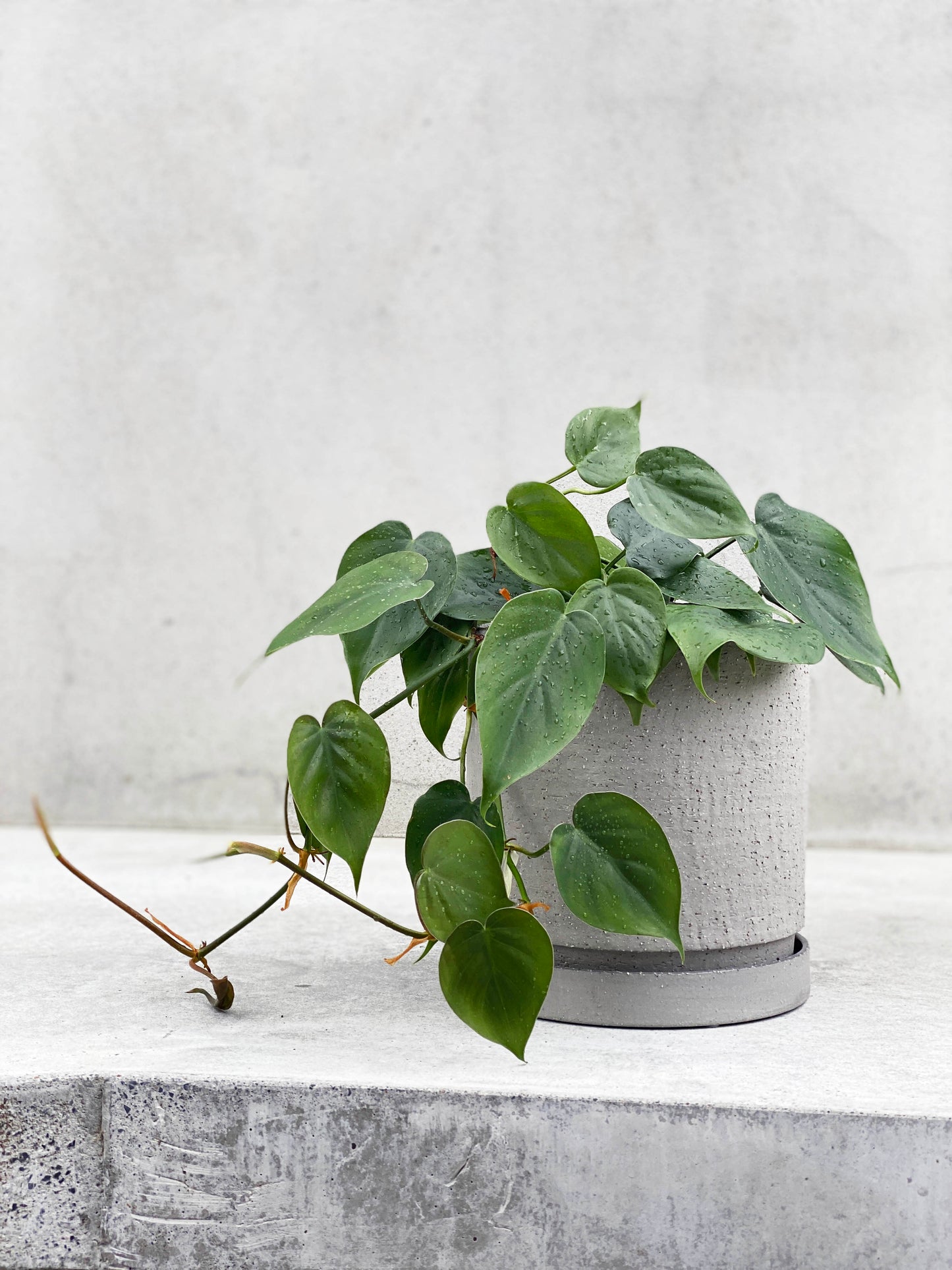 Polaris Flower Pot
