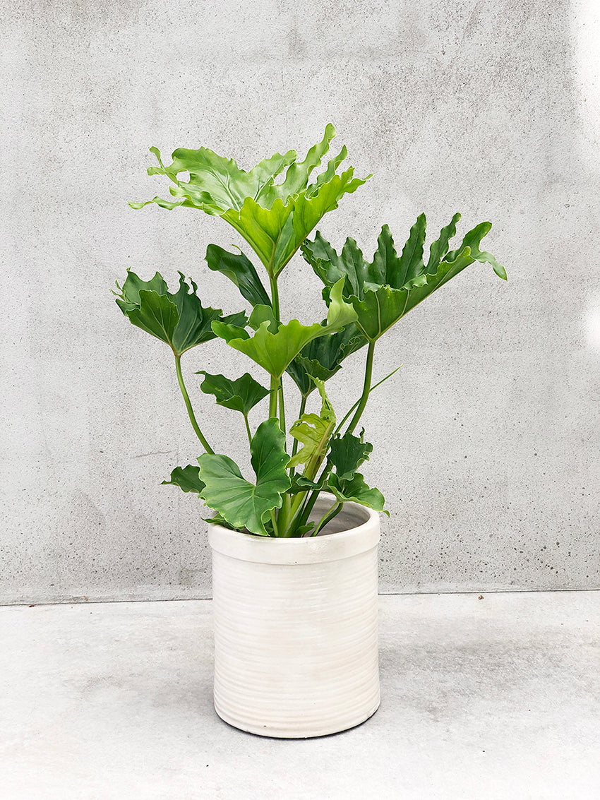 hope philodendron nz Philodendron Hope – Babylon Store