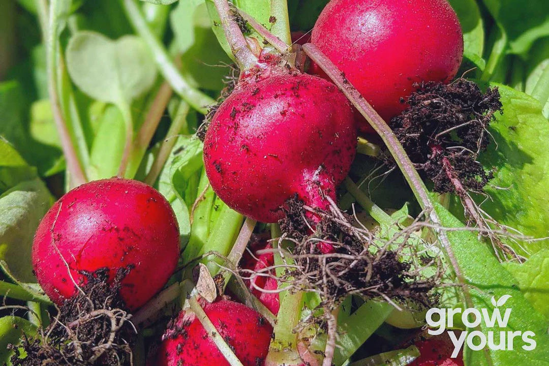 Seeds - Radish 'Cherry Belle'