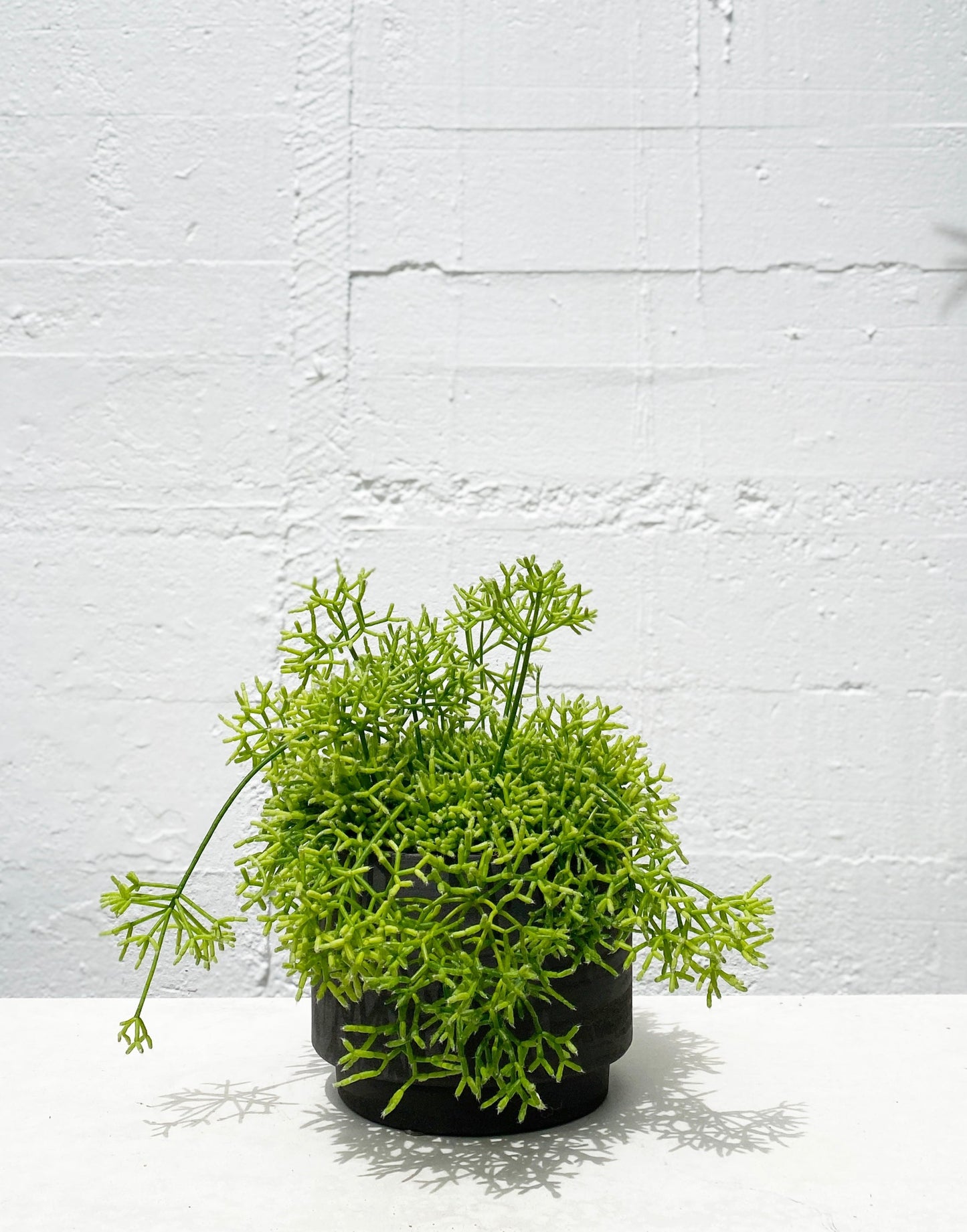 Rhipsalis cereuscula