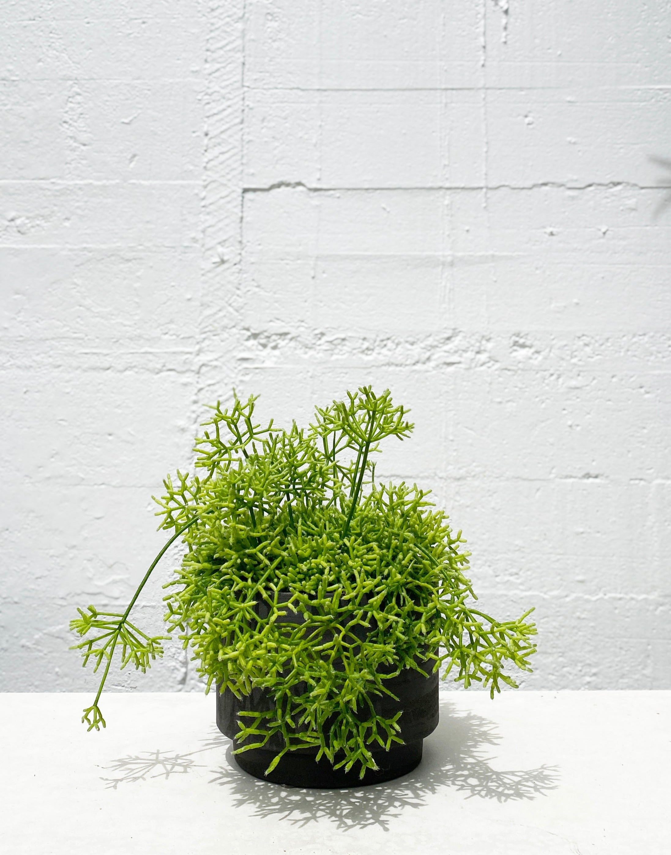 Rhipsalis cereuscula