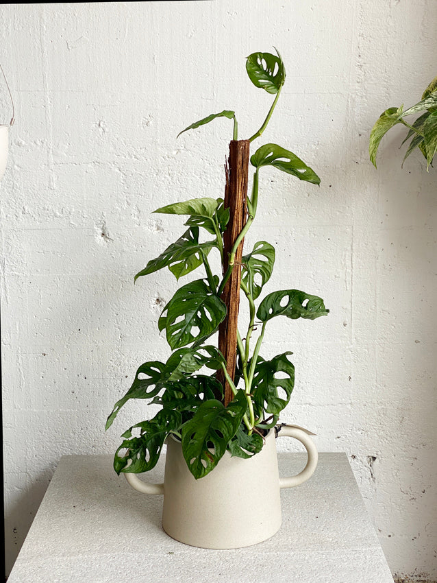 Monstera 'adansonii'