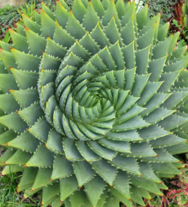 Aloe polyphylla (Spiral Aloe)