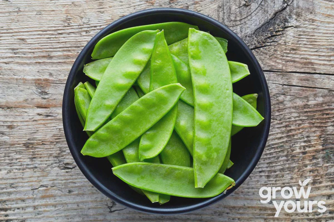 Seeds - Snow Pea 'Oregon Giant'